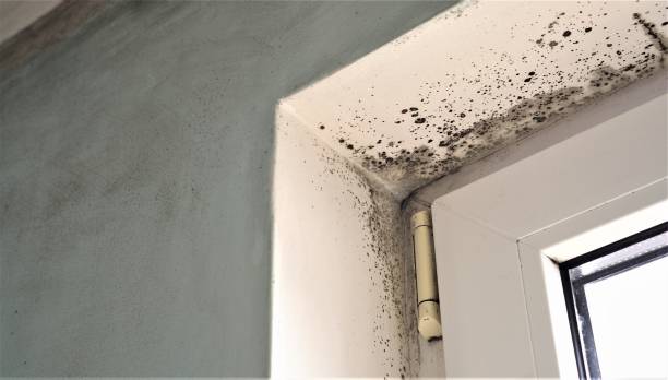 Biohazard Mold Removal in Lake Los Angeles, CA