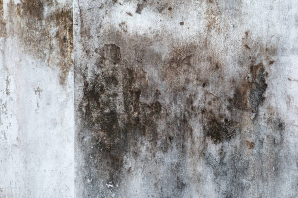 Best Commercial Mold Inspection  in Lake Los Angeles, CA
