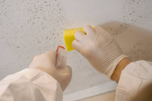 Best Post-Construction Mold Inspection  in Lake Los Angeles, CA
