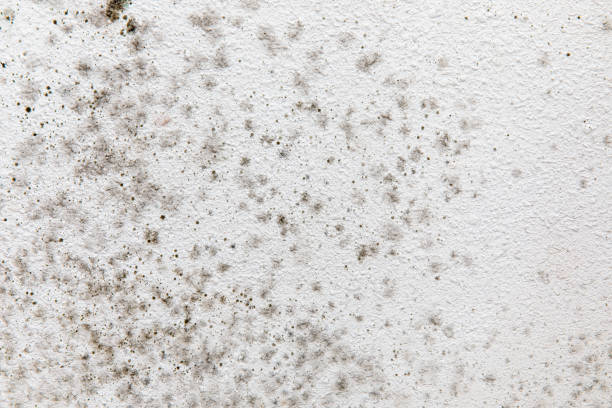 Best Mold-Related Health Consultation  in Lake Los Angeles, CA