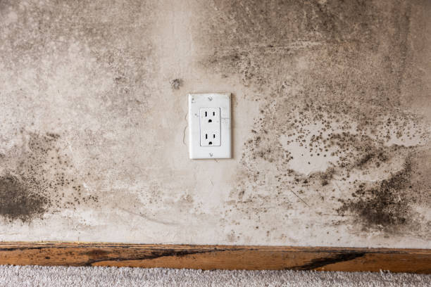 Best Basement Mold Removal  in Lake Los Angeles, CA