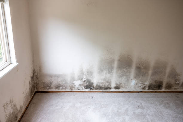 Best Dehumidification Services  in Lake Los Angeles, CA