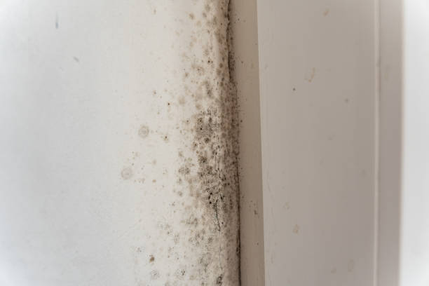 Best Industrial Mold Remediation  in Lake Los Angeles, CA