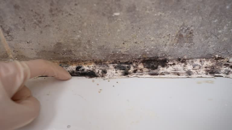 Best Residential Mold Inspection & Testing  in Lake Los Angeles, CA