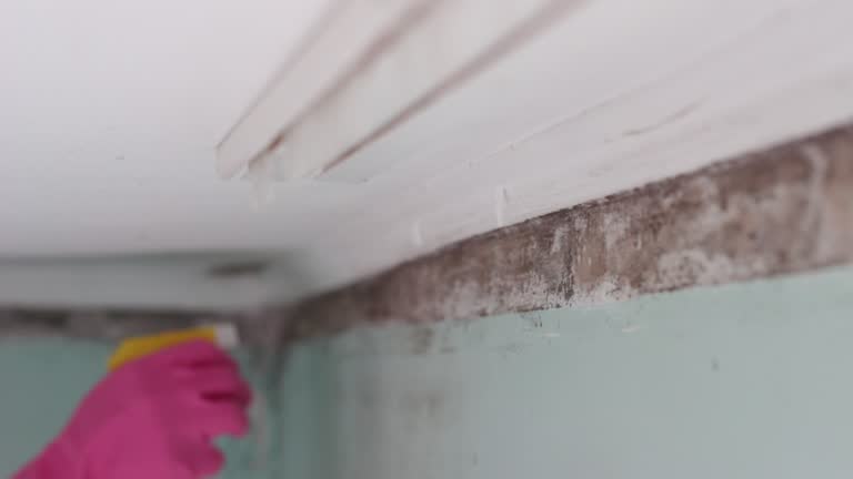 Reliable Lake Los Angeles, CA Mold Removal Solutions